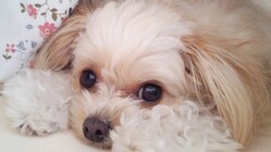 【僧帽弁閉鎖不全症】の手術・治療費用のご支援をお願いいたします のトップ画像