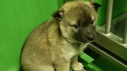 山口県から殺処分を無くしたい‼️ のトップ画像