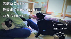 老病ねこたちが最後まで安心して過ごせるおうちを作ります のトップ画像