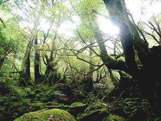 日本で一番癒されるウッドデッキを屋久島に作りたい！