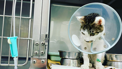 【３重苦】肺炎・腎臓奇形・貧血の猫に治療を続けたい のトップ画像