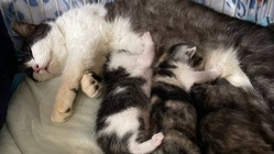 捨てられてしまった猫の親子を救いたい！ のトップ画像