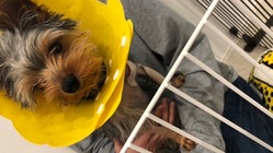 医療ミスで度重なる手術に耐えているうちのヨーキーにご支援を のトップ画像