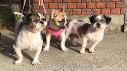 動物総合型施設を作りたい。 のトップ画像