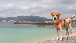 将来、目が見えなくなってします。どうかご協力お願いします。 のトップ画像