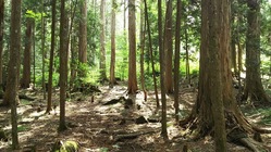 【ACT&FUN】材木ハンドメイドで触れ合おう！◆ヒノキの良さを◆ のトップ画像