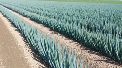 農業で障がい者がもっと活躍できる社会をつくりたい‼ のトップ画像