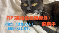 愛猫こはるの猫伝染性腹膜炎（FIP）治療費のご協力を願います。