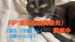 愛猫こはるの猫伝染性腹膜炎（FIP）治療費のご協力を願います。 のトップ画像