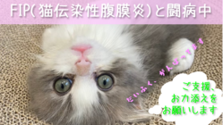 FIP混合型発症の大福の新薬での治療費用のご支援のお願い のトップ画像