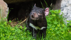 【お願い！！】絶滅危惧種のタスマニアデビルを救いたい！！  のトップ画像