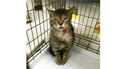 大怪我で２度の手術を受けたエイズキャリアの保護猫・金さんを助けたい