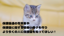 【保護猫カフェあんちゃん】保護猫写真集で保護猫を知ってもらいたい のトップ画像