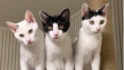 白血病の子猫に十分な治療を！ のトップ画像