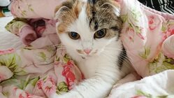 子宮に血膿みが溜まり緊急手術をしたふわりに力を貸してください のトップ画像