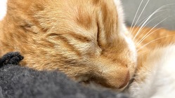 【尿道再建手術】おなかに穴が開いています。ご支援お願い致します。 のトップ画像