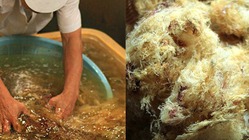 【挑戦中！】伊豆のところてんの魅力を、全国のみんなと共有したい！ のトップ画像