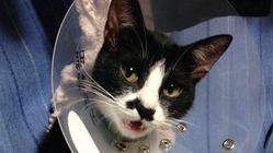 腎不全（ステージ４）と貧血で闘病中の愛猫マリンを助けて下さい。