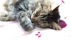 猫白血病による悪性リンパ腫の治療費のご支援をお願いいたします。 のトップ画像