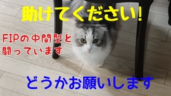 FIP（猫伝染性腹膜炎）を発症した猫をどうか助けてください のトップ画像