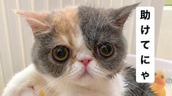 【小さい命を救いたい】難病FIPを発症した子猫お嬢を助けて下さい！ のトップ画像