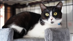 保護猫カフェmoffmoffを守りたい！ のトップ画像