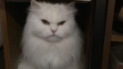 22歳の老猫モモの慢性腎不全の治療費に支援をお願いします。 のトップ画像