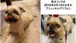 愛犬の腫瘍（悪性がん）摘出手術。ファラオに奇跡を… のトップ画像