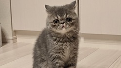 【小さな命を救いたい！！！】難病FIPになった家族の子猫うる のトップ画像