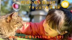 【第3弾】阿波の猫たちを救う。過酷な環境下で暮らす猫のいない未来へ のトップ画像