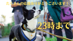 人と生きる中、本当の意味で犬にとって安全安心な居場所を作りたい！ のトップ画像