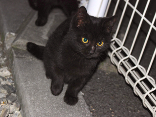 埼玉県にいる6匹の野良猫たちに安心して暮らせる場所を届けたい