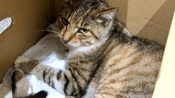 事故にあった猫にもう一度自分の足で歩いて欲しい。協力お願いします！ のトップ画像