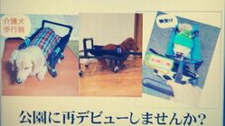 介護を必要とする【老犬、リハビリ犬】の4輪歩行器 のトップ画像