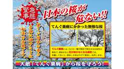 日本の桜が危ない！蔓延するてんぐ巣病被害から日本の桜を守ろう！ のトップ画像