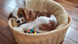 【半陰陽の障害を持つ】1歳ジジの手術・治療費のご支援をお願いします のトップ画像