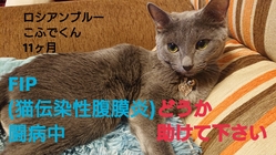 FIP(猫伝染性腹膜炎)を発症したこふでくんをどうか助けて下さい のトップ画像