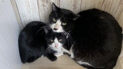 日頃の虐待や殺処分から大切な命を救いたい… のトップ画像