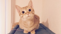 FIP（猫伝染性腹膜炎）と闘う小さな命にどうか力を貸してください のトップ画像