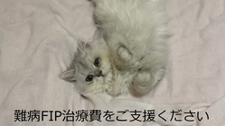 余命無き猫伝染性腹膜炎（FIP)緊急治療へのご支援お願い！ のトップ画像