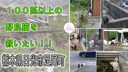 １００匹以上の野良猫を救いたい！～栃木県日光市足尾町～ のトップ画像