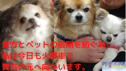 ペット（家族）の後事は、お任せください。誠心誠意ご対応いたします。 のトップ画像