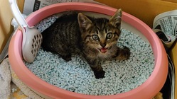 交通事故に遭い骨折していた子猫の治療費のご支援お願いします！
