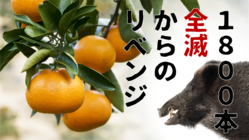 74歳の挑戦！新種みかんの初収穫に向けてイノシシ被害を防ぎたい！ のトップ画像