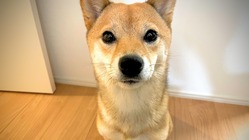 どうか助けてください。難病【突発性乳び胸】の手術費用ご支援のお願い のトップ画像