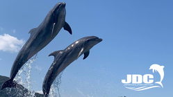 #イルカと共に人生をより良くする｜日本ドルフィンセンターの挑戦 のトップ画像