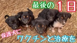 小さなワンコ保護施設を日本にも作りたい！百年続くワンコ支援を世界で のトップ画像