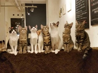 猫トイレの販売を通して、福岡で9年目の保護猫カフェを続けたい!