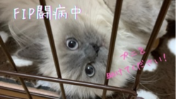 猫伝染性腹膜炎(FIP)プニの治療のご支援、ご協力お願い致します。 のトップ画像