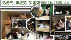 保護活動を中心に保護した猫ちゃんたちを幸せにする のトップ画像